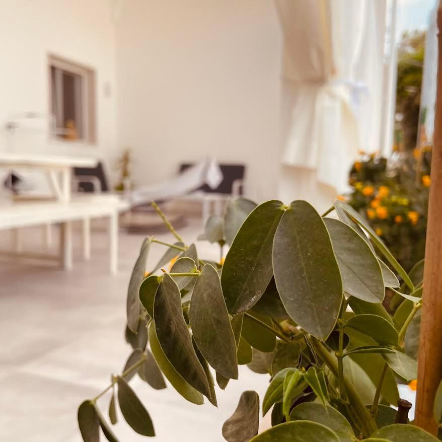 U Ceccenate Bed and Breakfast Montalbano  Eksteriør billede
